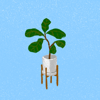 Plant Life Mcm GIF by adobetrisha