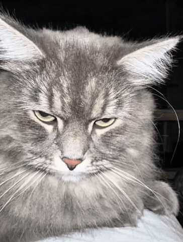 Mad Cat GIF