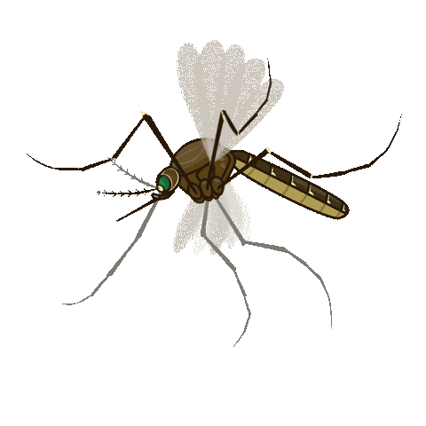 Source: SGVmosquito