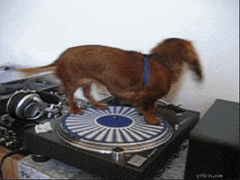 Dog Spinning GIF