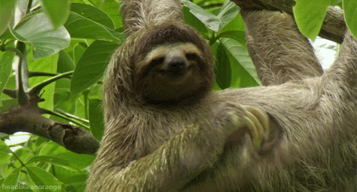 Sloth Scratching GIF