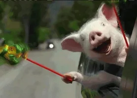 happy fun car happiness pig GIF