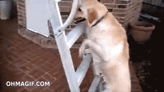 giphy.gif?cid=4d1e4f29ca28a88f9480c28da748fd2a8ea3884957a1d38d&rid=giphy.gif