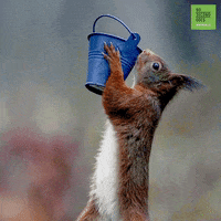 Photography Squirrel GIF by 60 Second Docs