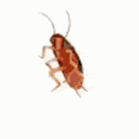 Icon Insect GIF