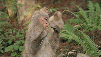 Pbs Nature Lol GIF by Nature on PBS