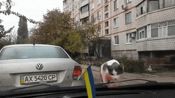 200.gif