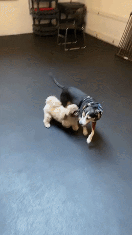 Dogs Puppies GIF by SchoolForTheDogs