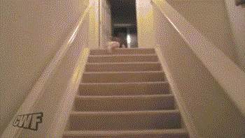 Giphy - ler GIF