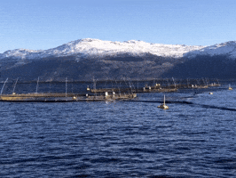 Aquaphoenixeu GIF