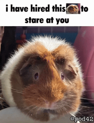 Guinea Pig Stare GIF