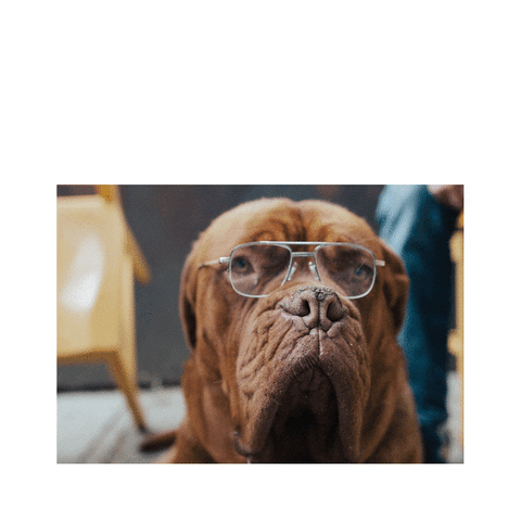 Let's Pawty GIF