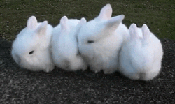 nuzzle królika GIF