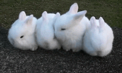 rabbit nuzzle GIF