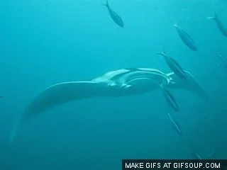 ray swimming GIF