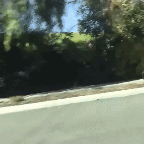 mustache  GIF