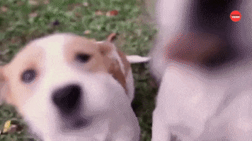Dog Puppy GIF by BuzzFeed