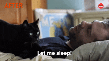 Let Me Sleep International Cat Day GIF by BuzzFeed