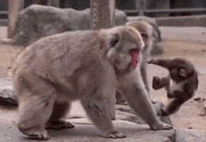 Drop Kick Kicking GIF