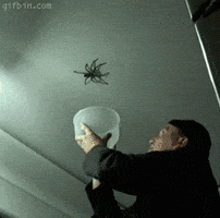 spider ceiling GIF
