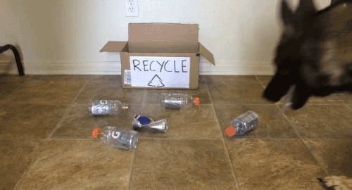 dog earth day GIF