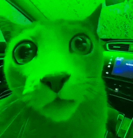 Shocked Cat GIF