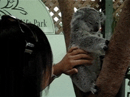 koala GIF