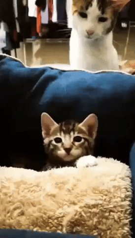 Cat GIF