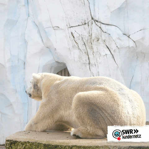 Hallo Polar Bear GIF by SWR Kindernetz