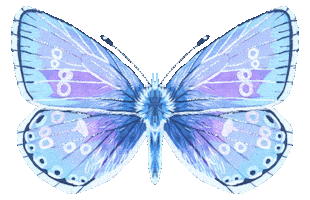 Illustration Butterfly Sticker