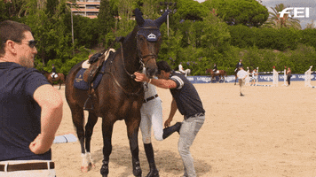 Horse Mounting GIF by FEI Global