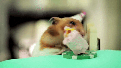 happy birthday hamster GIF