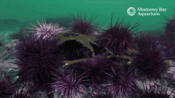 Sea Urchin Algae GIF by Monterey Bay Aquarium