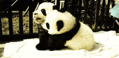 Cute Panda Gifs Get The Best Gif On Giphy