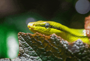 Snake GIF by California Academy of Sciences