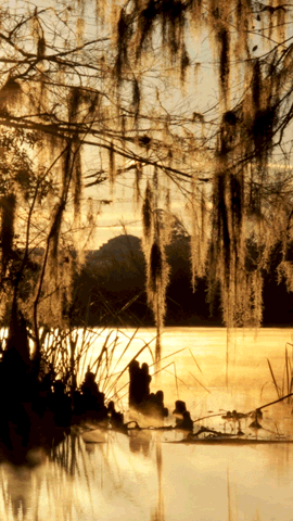 Spanish Moss Winter GIF by University of Florida