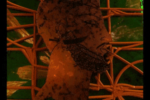 200.gif?cid=fc005b08192d7058c1961ab7506c32cd7b0644ecc3fca4f0&rid=200.gif&ct=g
