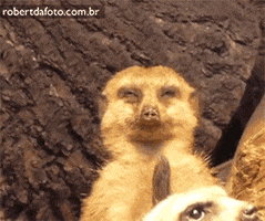 funny animals sleep hilarious awake