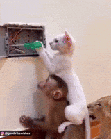 Cat Comedy GIF