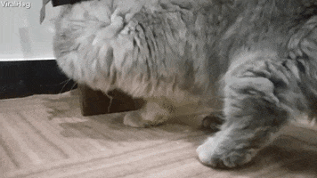 Maine Coon Cat And Mouse Play Hide And Seek GIF by ViralHog