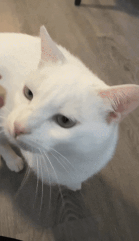 Cat GIF