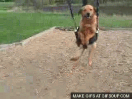 Swing Doggie GIF