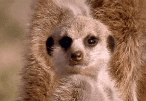 meerkat GIF