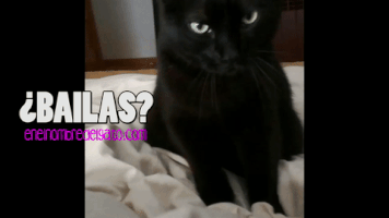 evasanmartin dance cats gatos bailar GIF