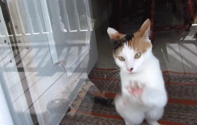 cat kitty GIF