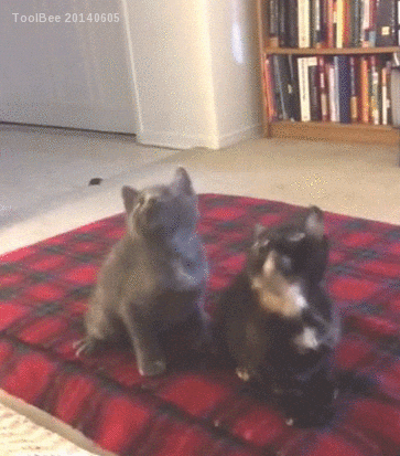 giphy.gif