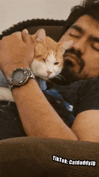 Angry Cat GIF by STAGEWOLF - Find & Share on GIPHY