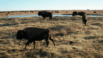 The Nature Conservancy Camera GIF by PBS Digital Studios
