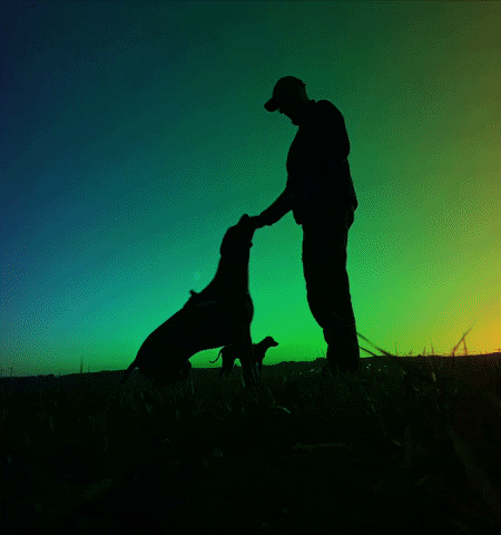 pokusasupplements dog supplements hund rhodesian ridgeback GIF