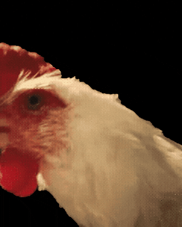 Chicken Jazz GIF by Jon Batiste